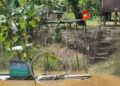 Habitat Digusur Sawit, Buaya di Kutim Mulai Teror Warga
